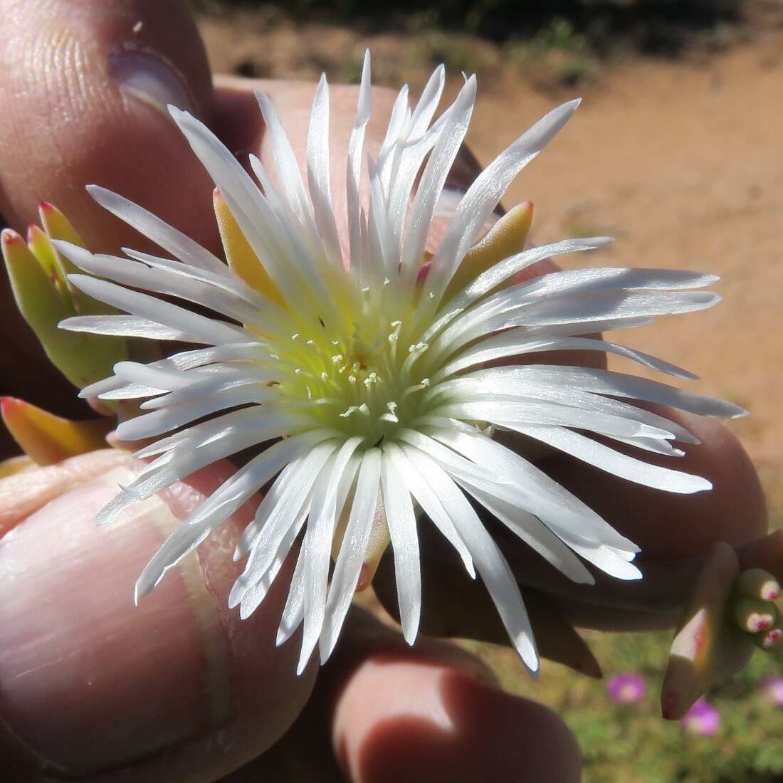 صورة Mesembryanthemum pallens subsp. namaquense (Gerbaulet) Klak