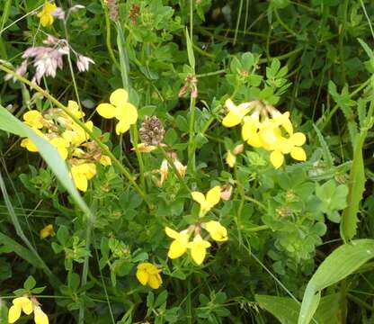 Lotus corniculatus subsp. corniculatus resmi