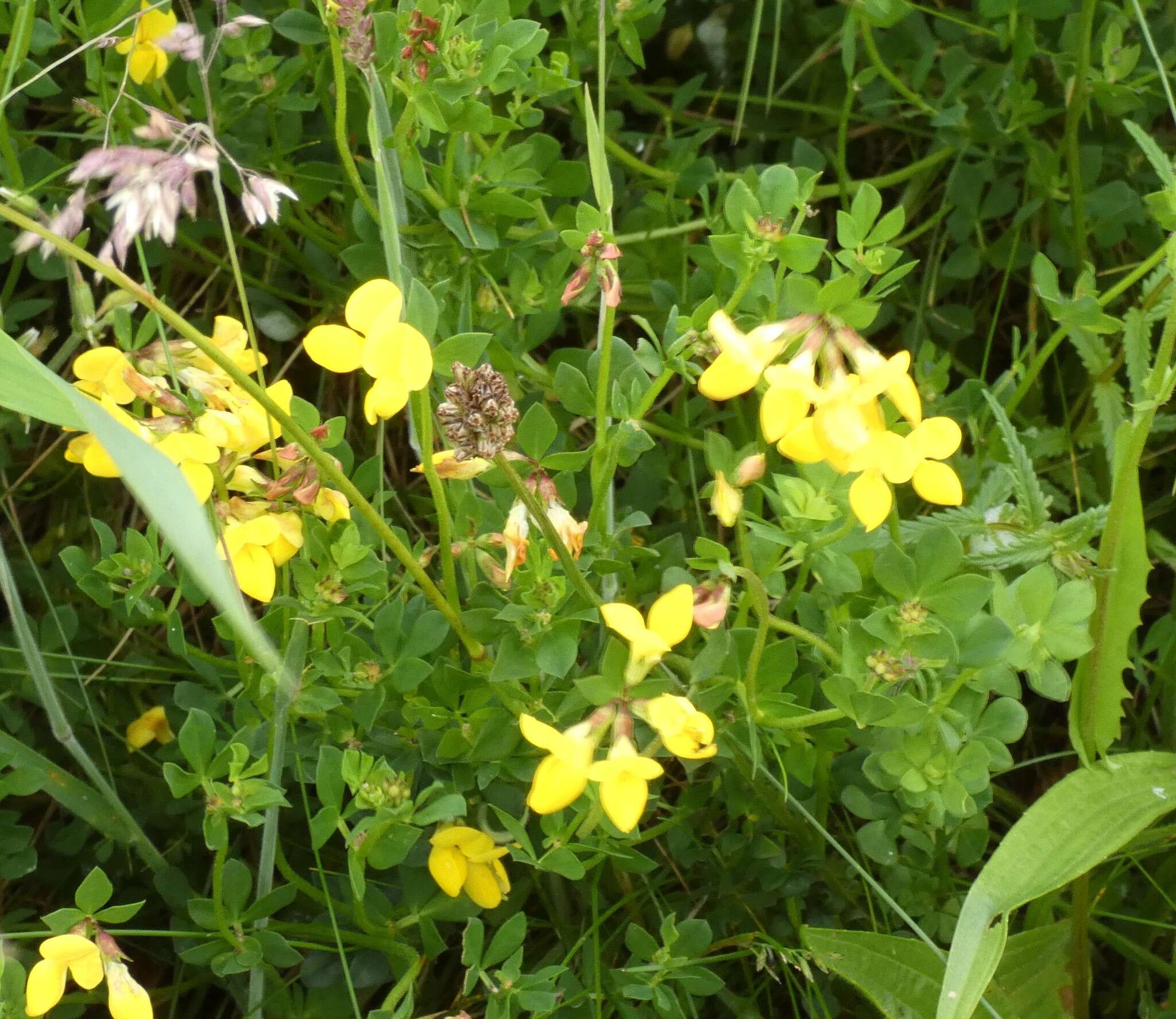 Image of bird's-foot trefoil