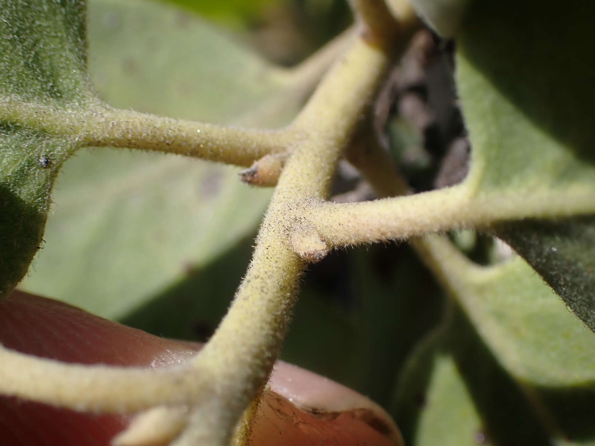 Слика од Arctostaphylos rainbowensis J. E. Keeley & A. Massihi