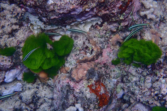 Image of Bluehead wrasse