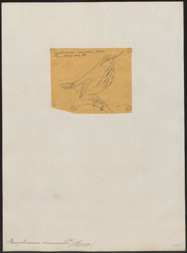 Image of Half-collared Gnatwren