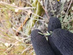 Imagem de Astragalus atratus var. inseptus Barneby