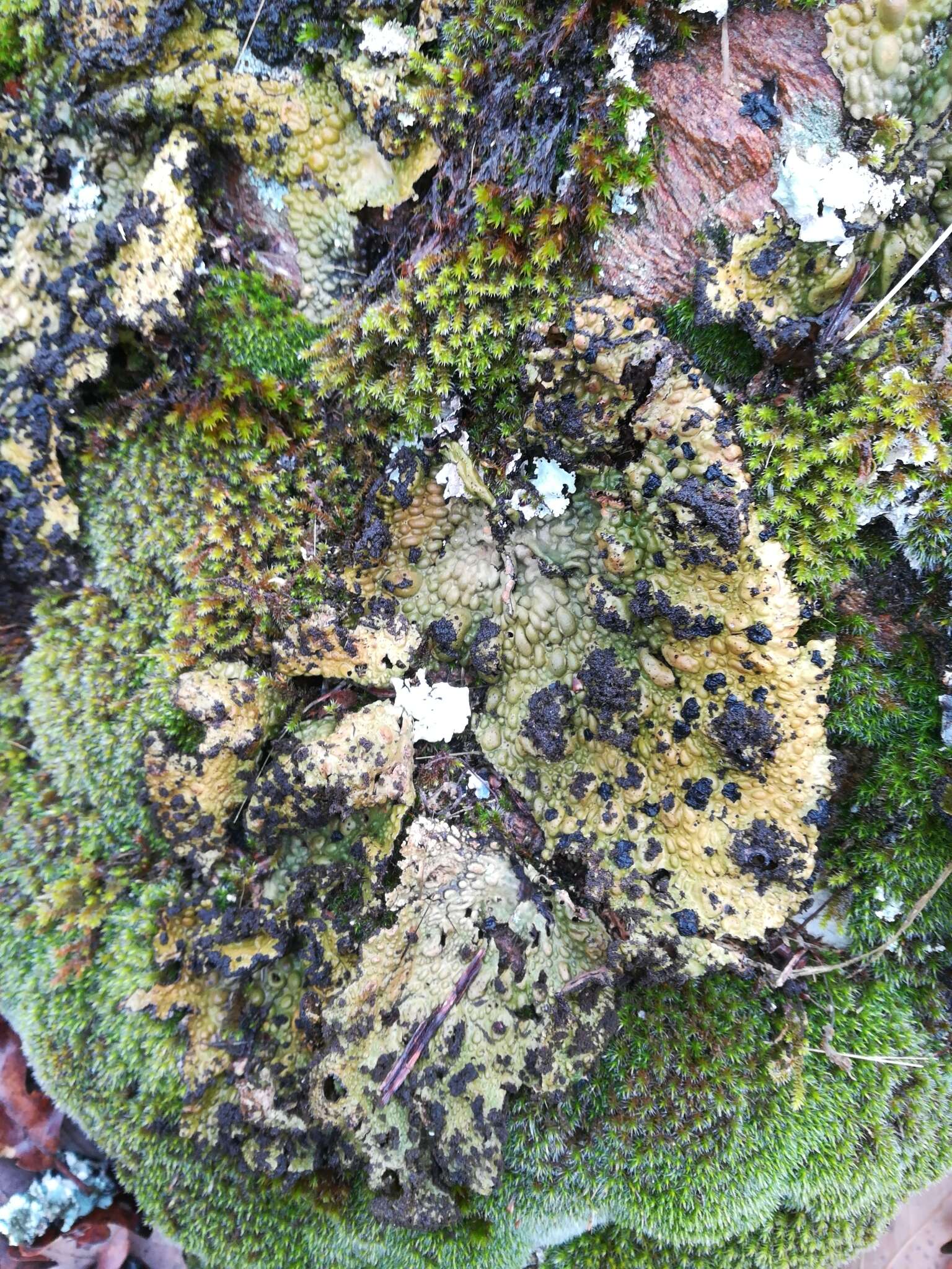 Image of blistered navel lichen