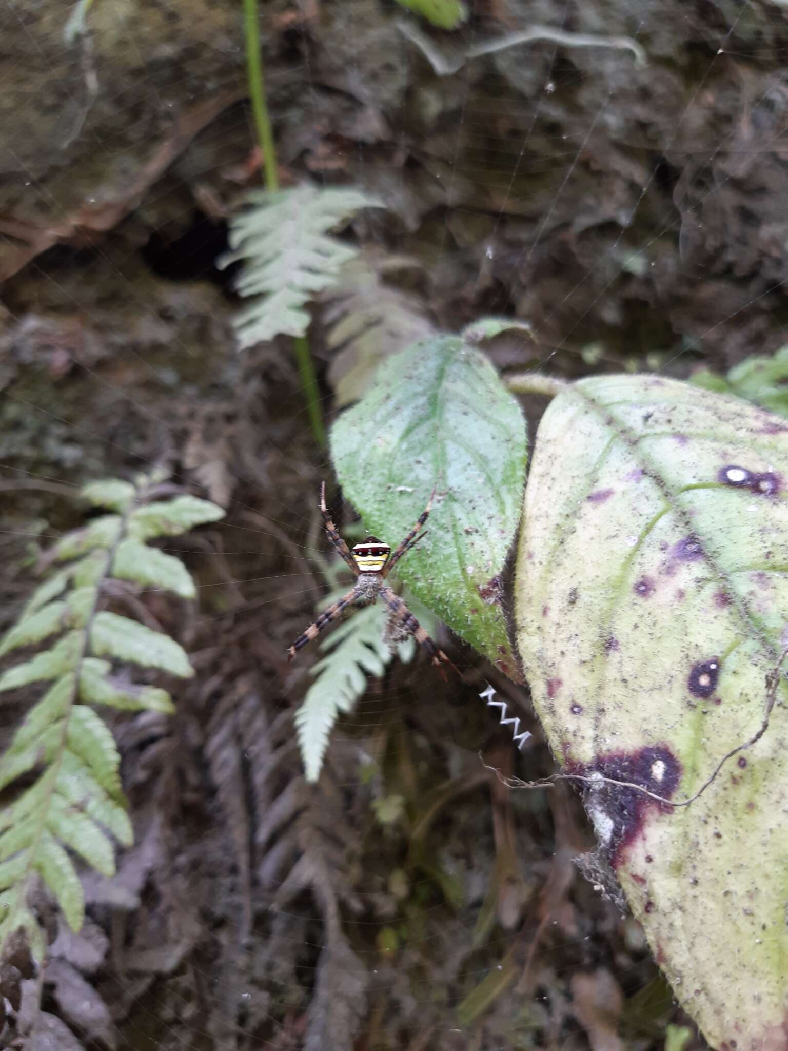 Image of Multi-coloured St Andrew's Cross Spider