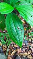 Image of Miconia conglomerata