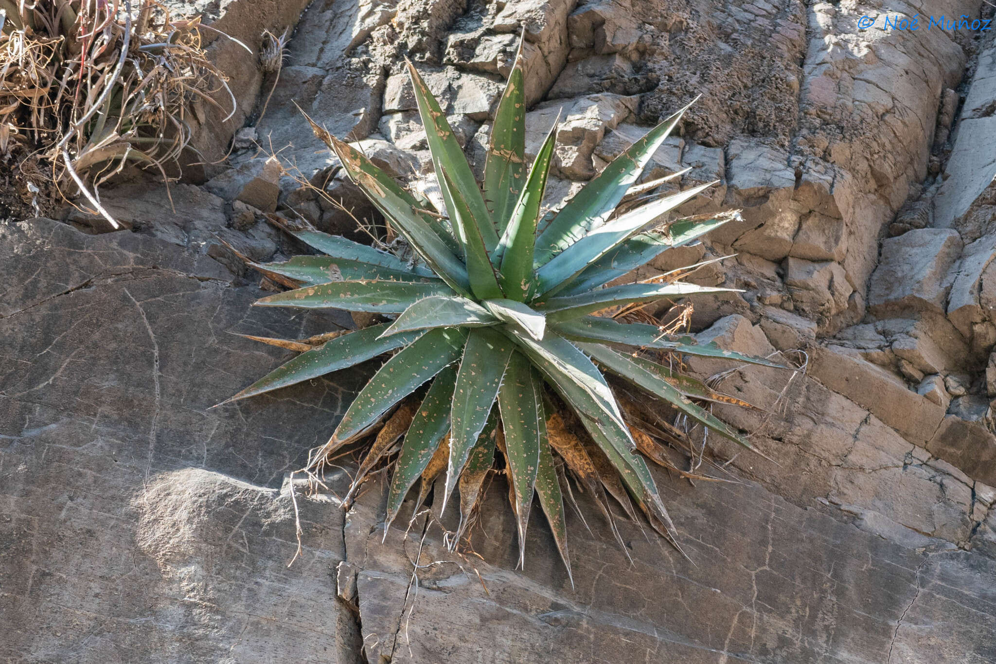 Image of Agave arcedianoensis Cházaro, O. M. Valencia & A. Vázquez