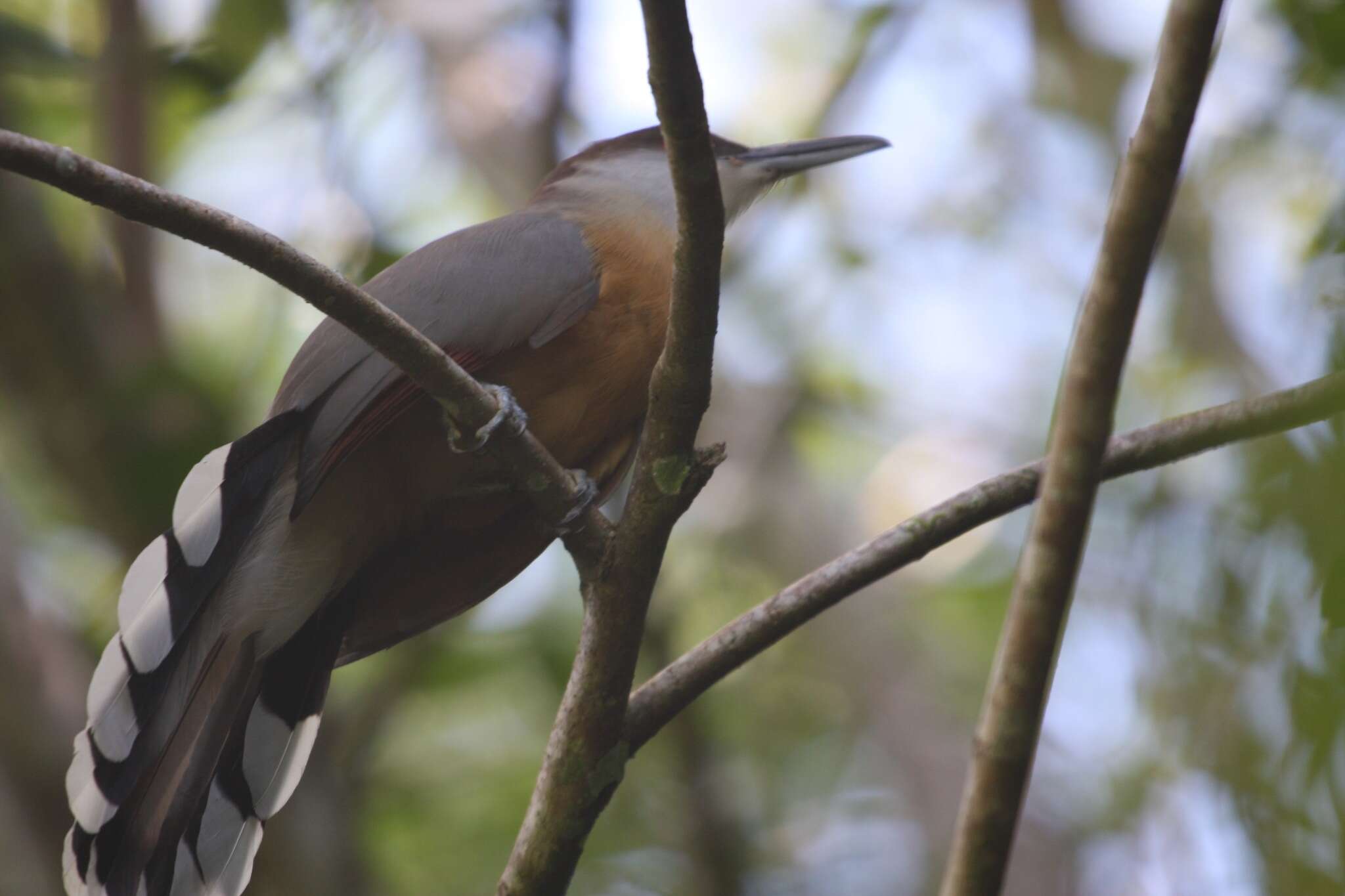 Image of Jamaican Lizard Cuckoo