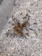 صورة Polistes arizonensis Snelling 1954