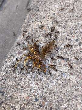 صورة Polistes arizonensis Snelling 1954