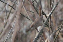 Image of Savi's Warbler