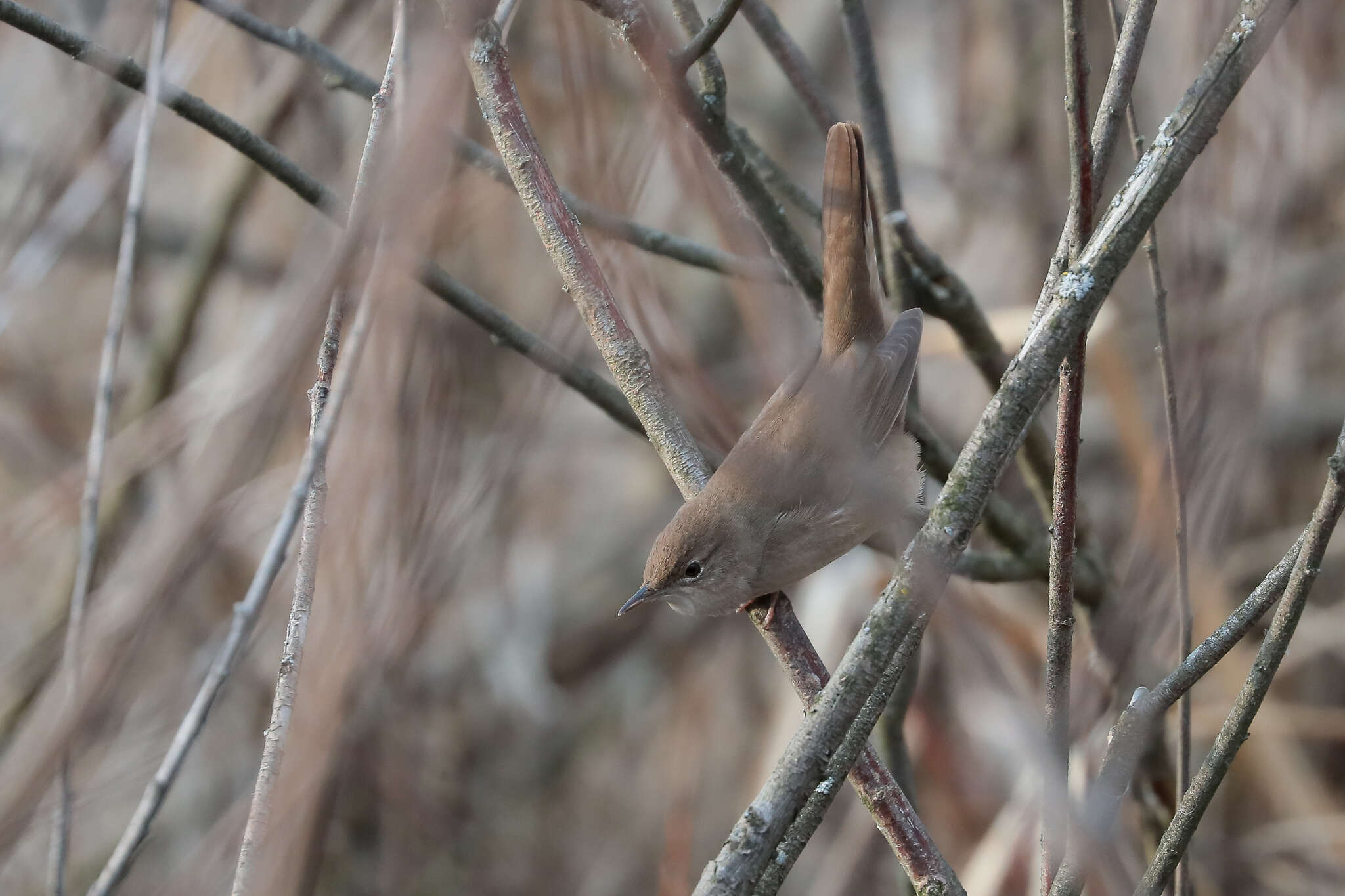 Image of Savi's Warbler