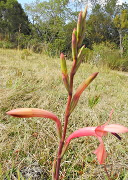 Слика од Watsonia fourcadei J. W. Mathews & L. Bolus