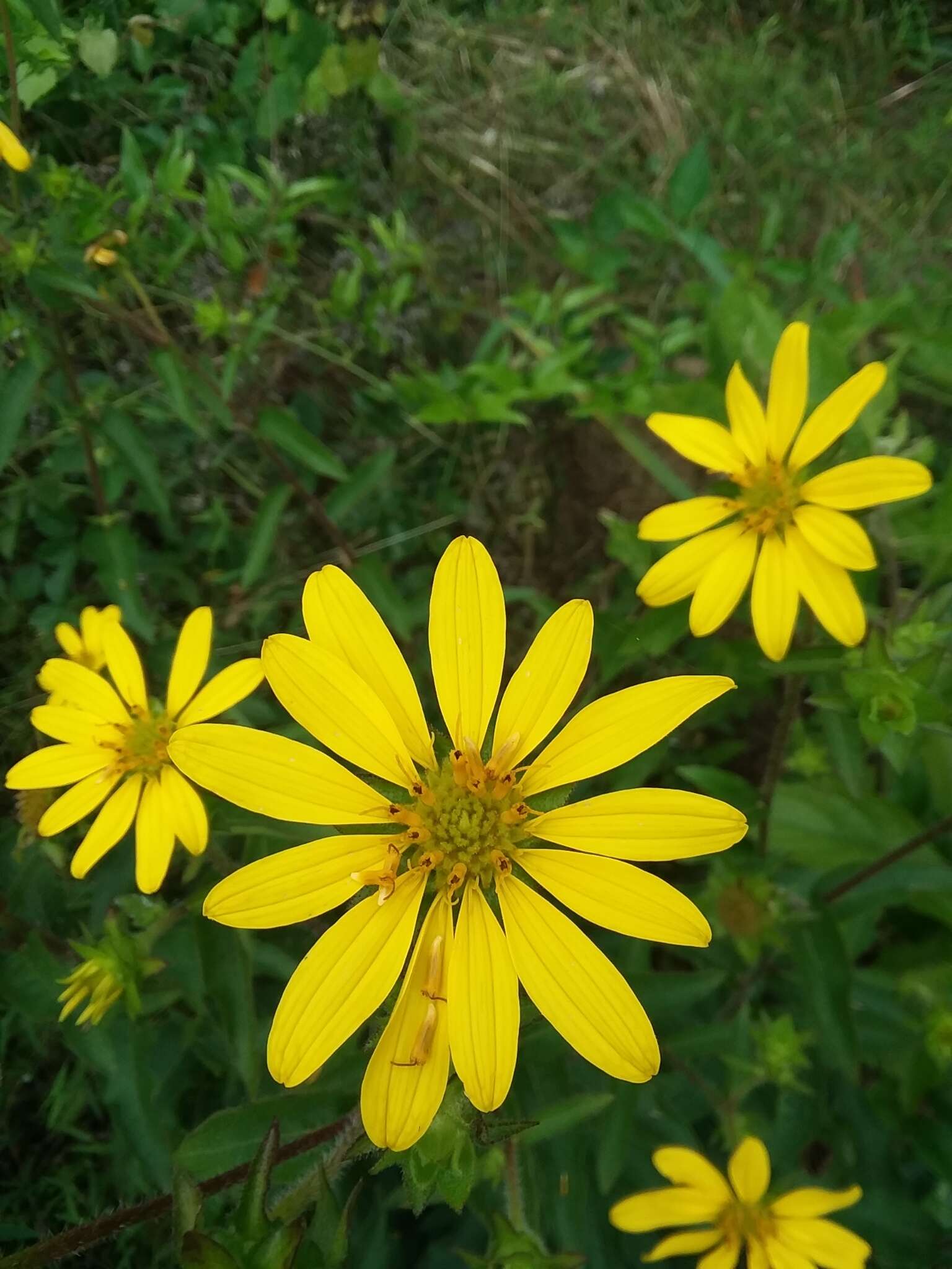 Imagem de Silphium integrifolium var. asperrimum (Hook.) B. L. Turner