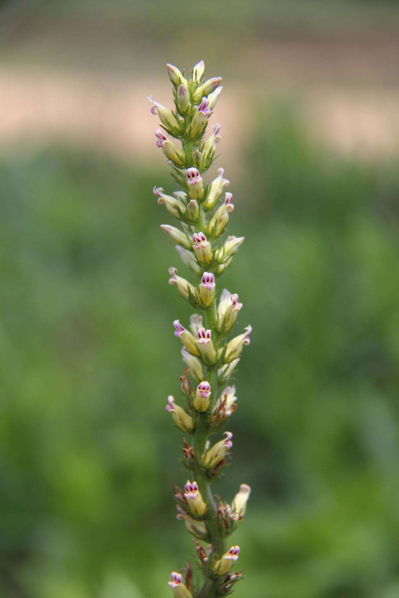 Cyphia elata var. elata resmi