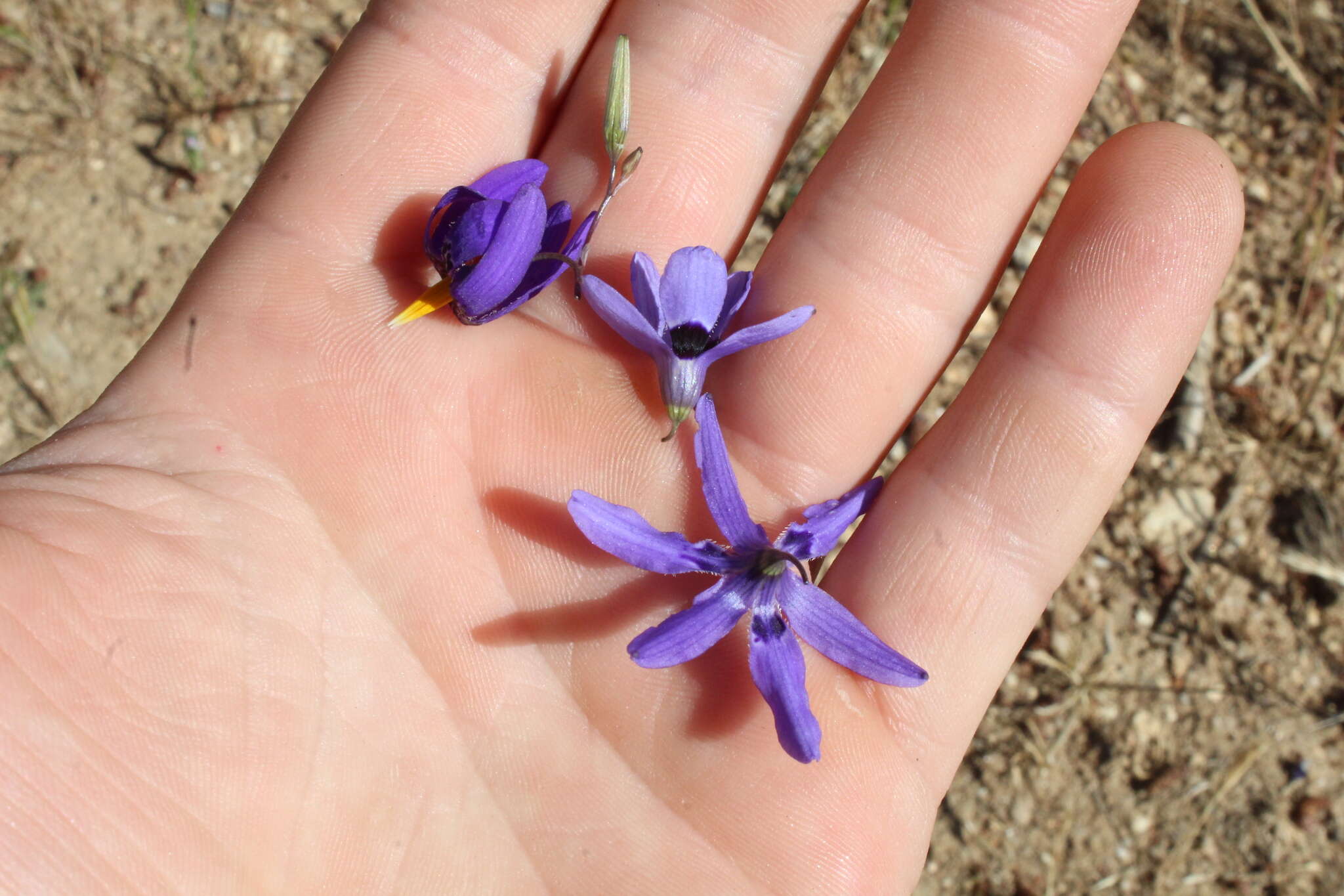 Image of Conanthera bifolia Ruiz & Pav.