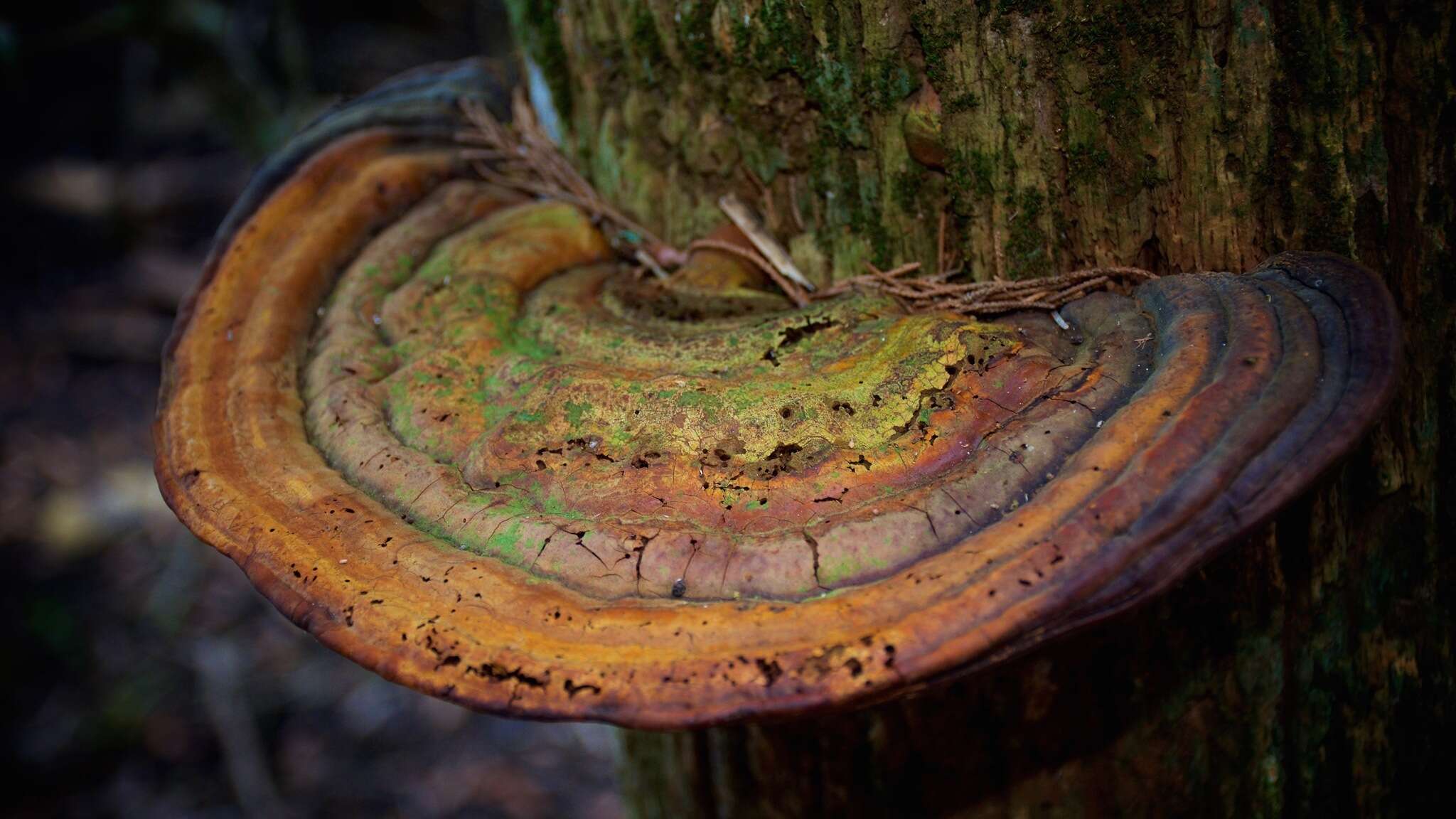 Image of Ganoderma zonatum Murrill 1902