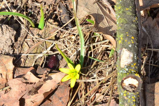 Image of Gagea pusilla (F. W. Schmidt) Sweet