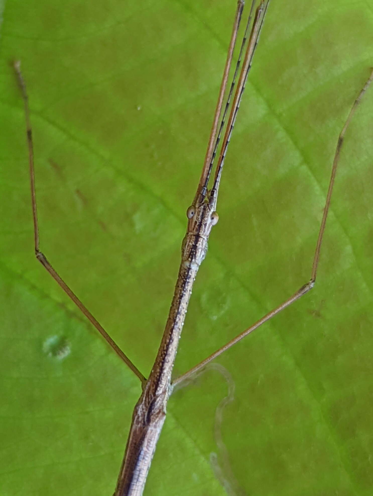 Image of Sipyloidea caeca (Sjöstedt 1918)