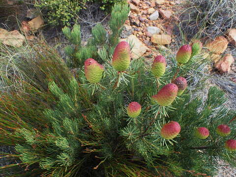 Image of Leucadendron nobile I. Williams