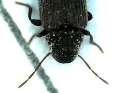 Image of furniture beetle