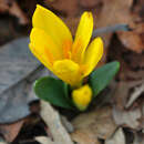 Imagem de Sternbergia vernalis (Mill.) Gorer & J. H. Harvey