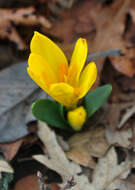 Imagem de Sternbergia vernalis (Mill.) Gorer & J. H. Harvey