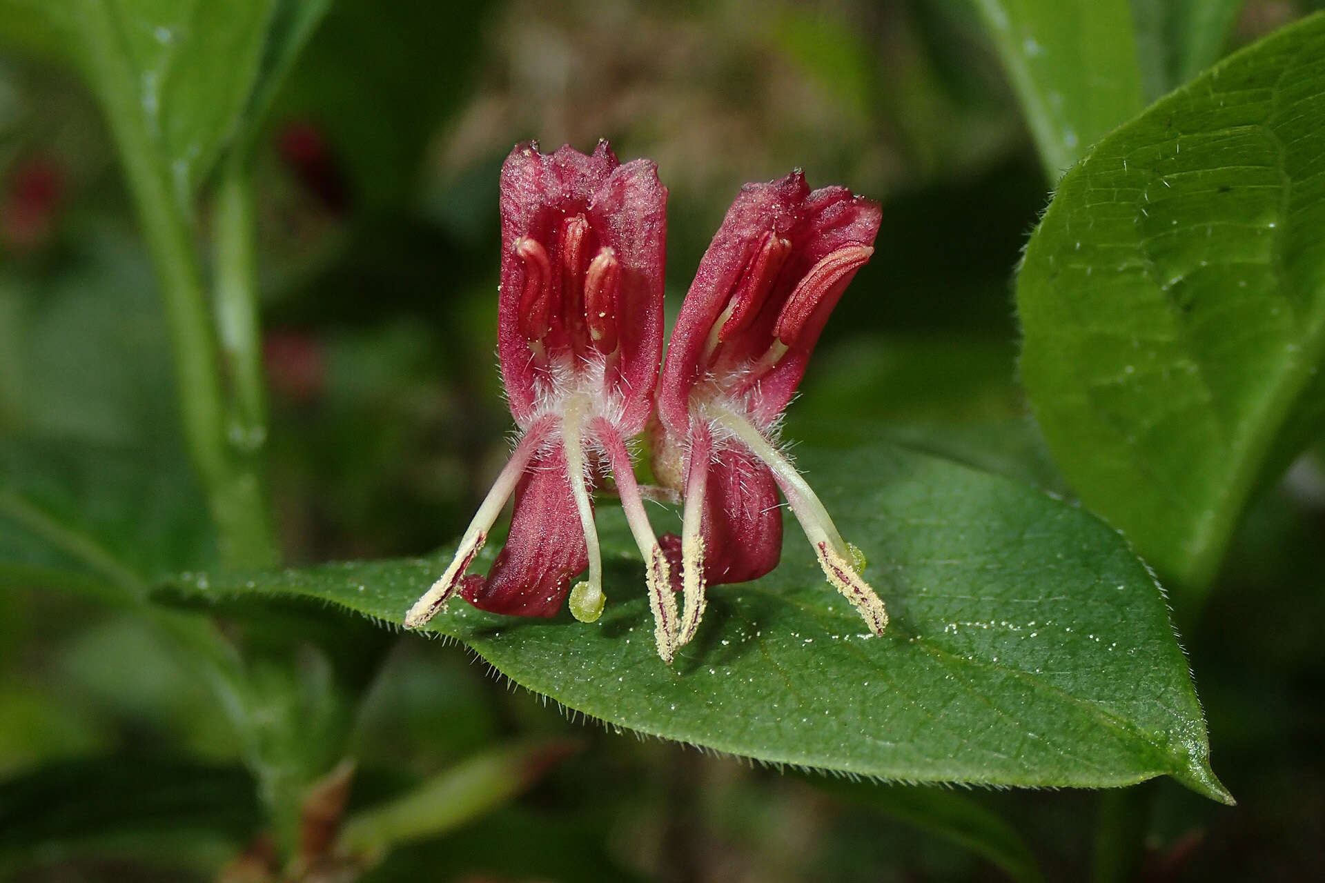 Image of alpine honeysuckle