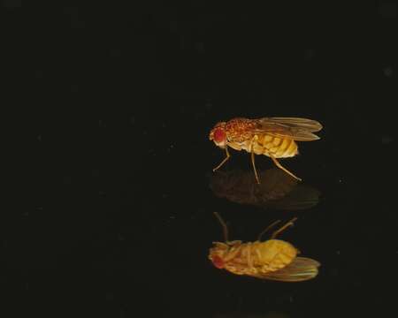 Image of Pomace fly