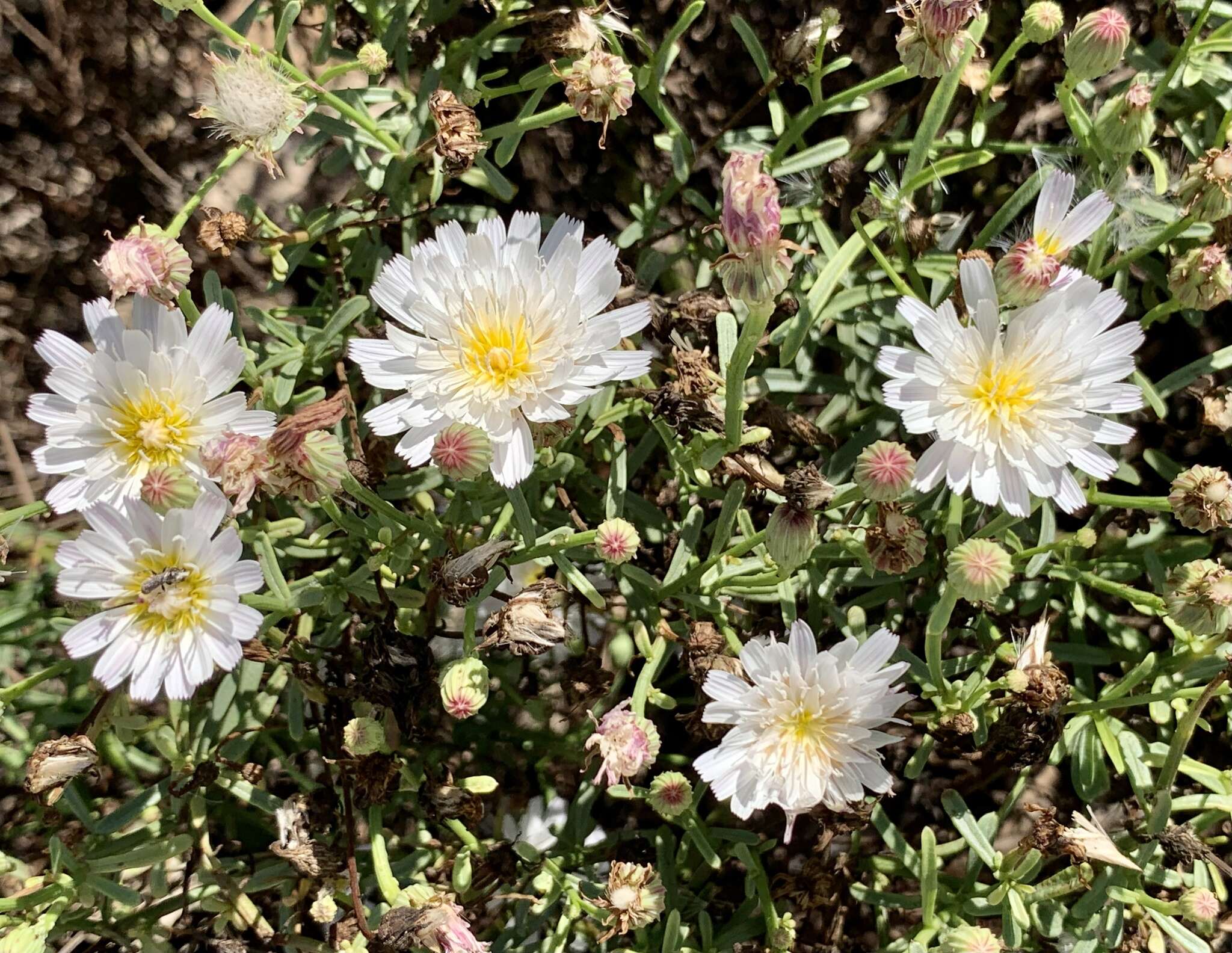 Image of <i>Malacothrix <i>saxatilis</i></i> var. saxatilis