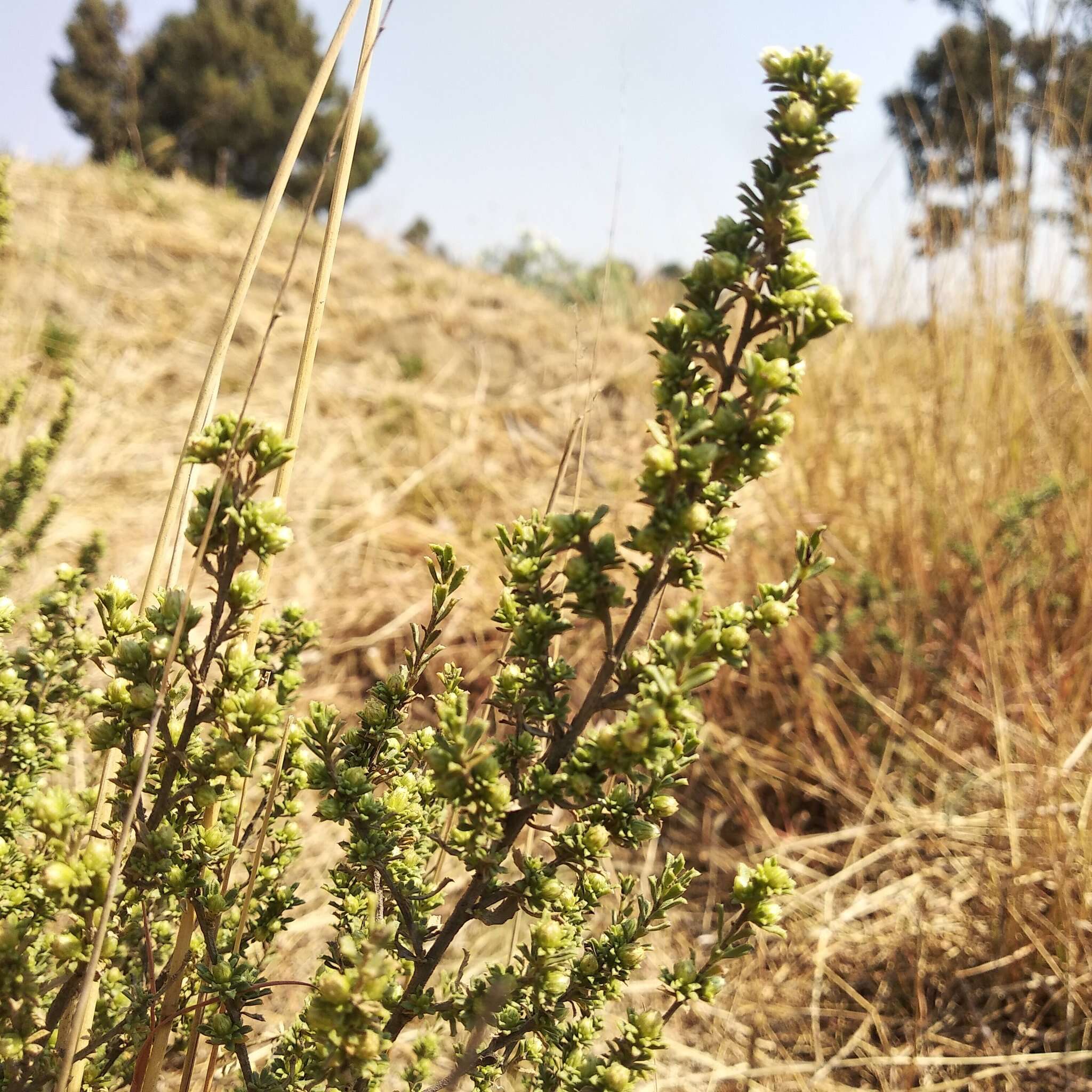 Image of yerba de pasmo