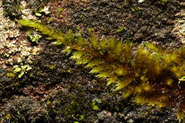 Image of silken homalothecium moss