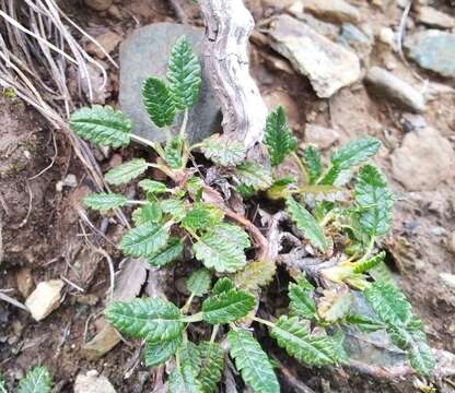 Imagem de Dryas octopetala subsp. oxyodonta (Juz.) Hult.