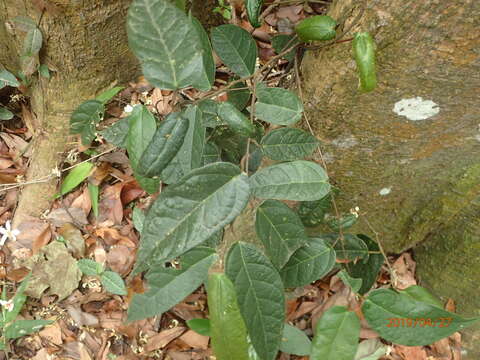 Image of Ficus sarmentosa var. nipponica (Franch. & Savatier) Corner