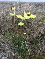 Image of Lapland poppy