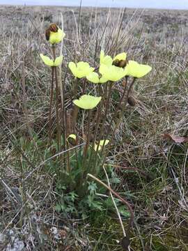 Papaver lapponicum (A. Tolmatch.) Nordh. resmi