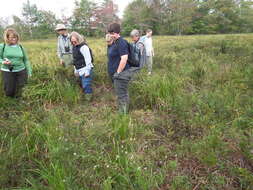 Image of Long's Bulrush