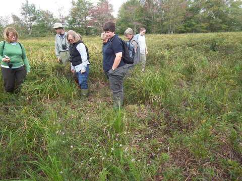 Imagem de Scirpus longii Fernald