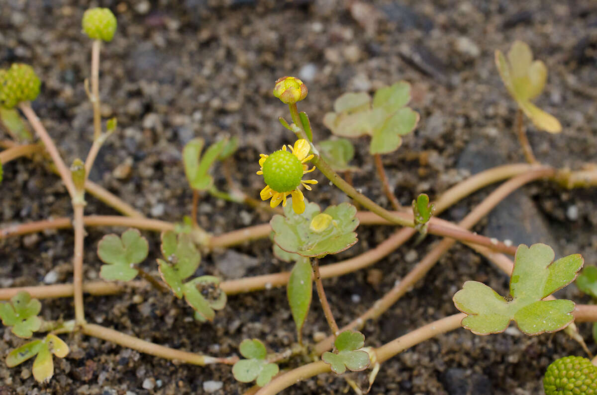 Image of Ranunculus natans C. A. Meyer