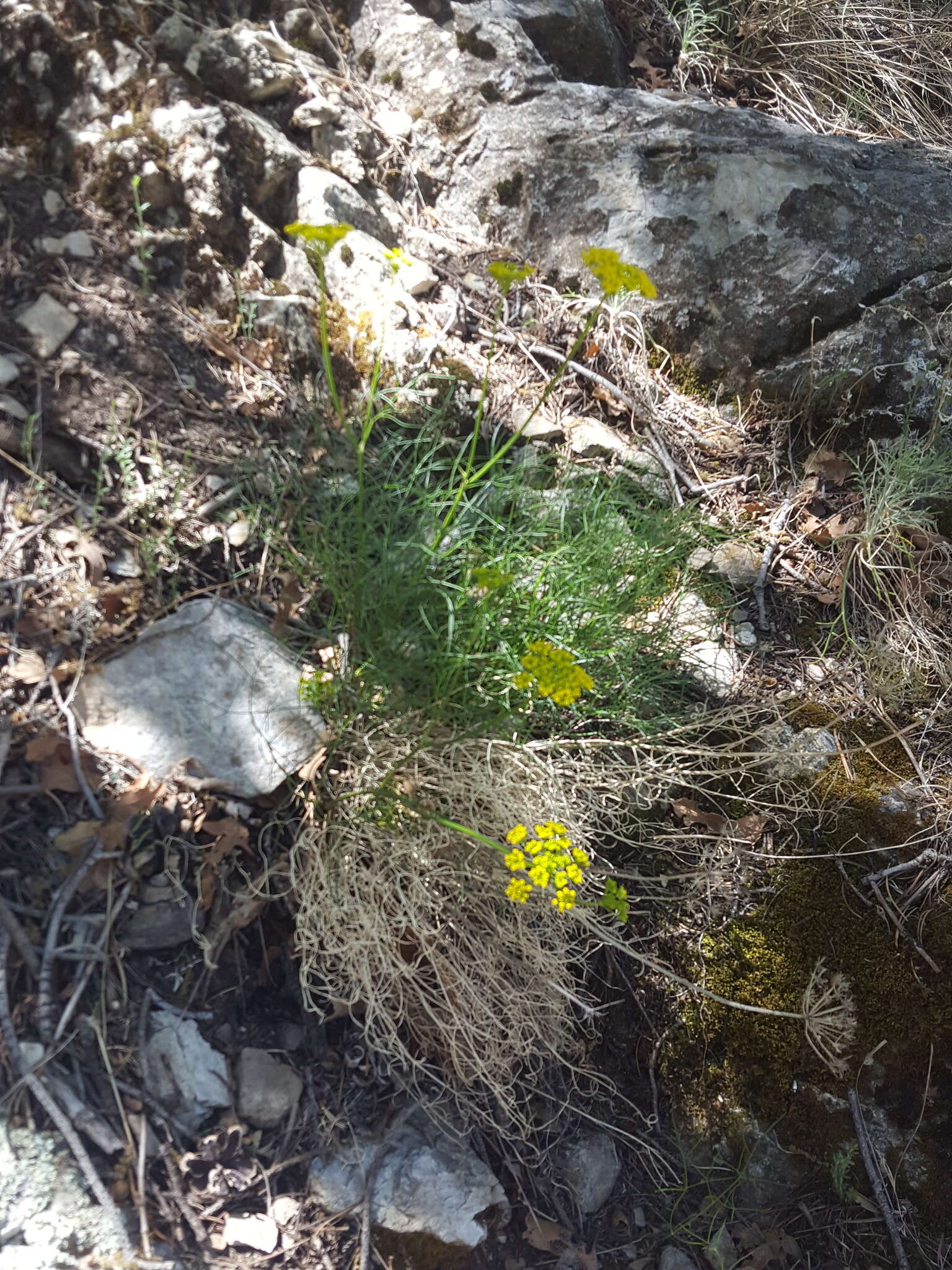 Слика од Cymopterus filifolius (Mathias, Constance & W. L. Theob.) B. L. Turner