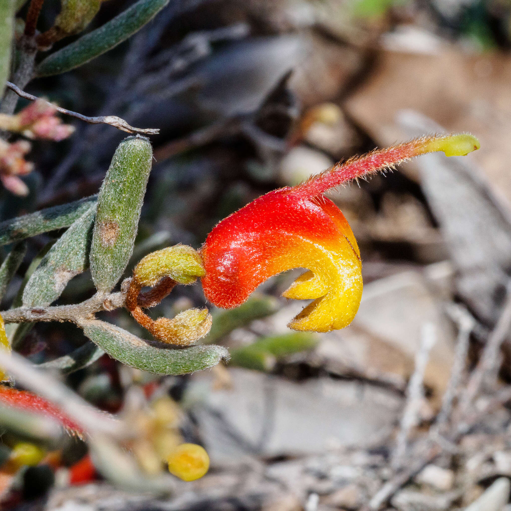 صورة Grevillea alpina Lindl.