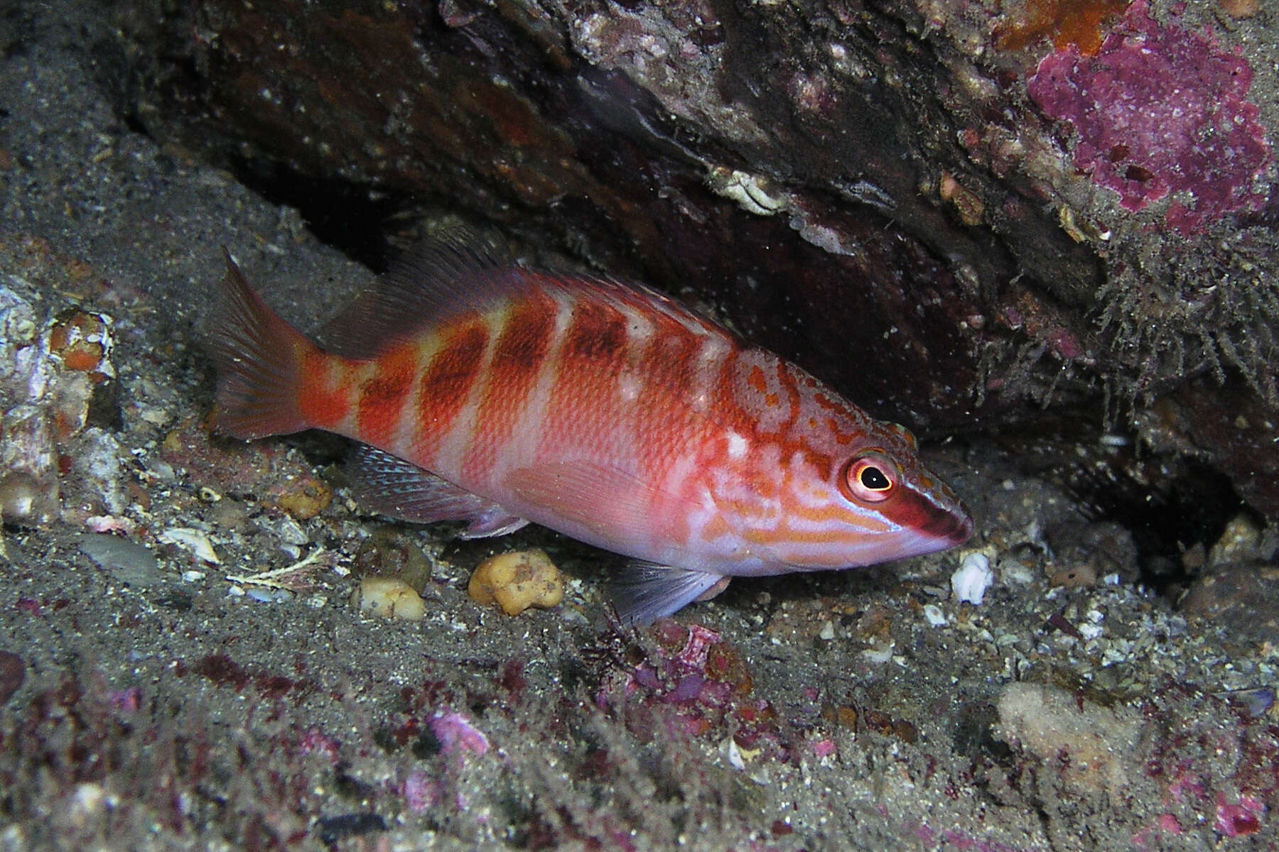 Image of Half-banded seaperch