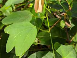 Image de Passiflora aurantia Forst. fil.