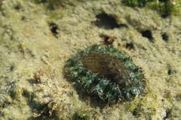 Image of Ass's ear abalone