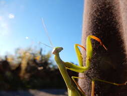 Image of Mantis