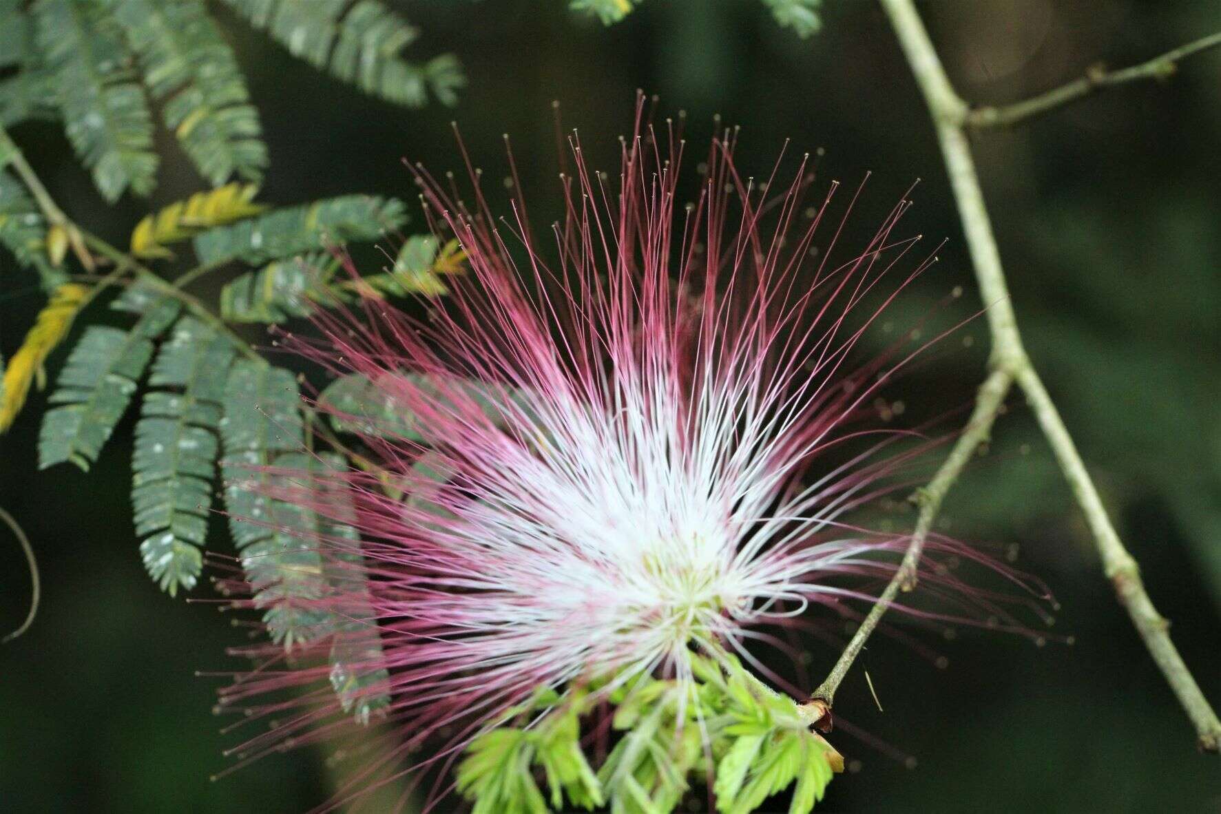 Imagem de Calliandra parvifolia (Hook. & Arn.) Speg.