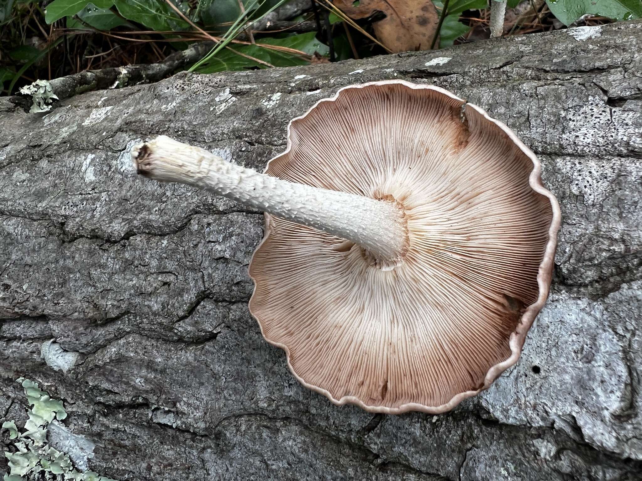 Plancia ëd Lentinula boryana (Berk. & Mont.) Pegler 1976