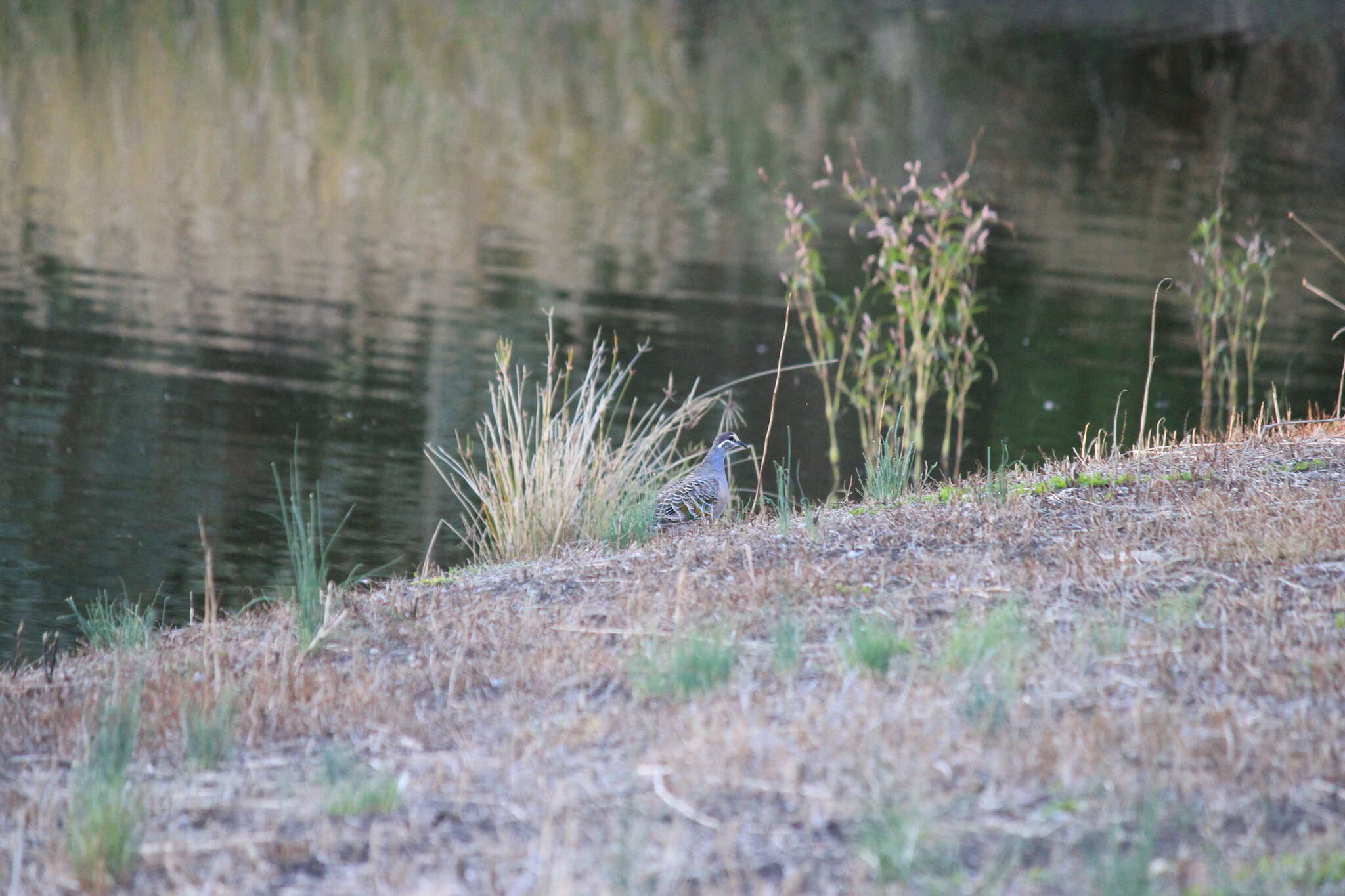 Image of Common Bronzewing