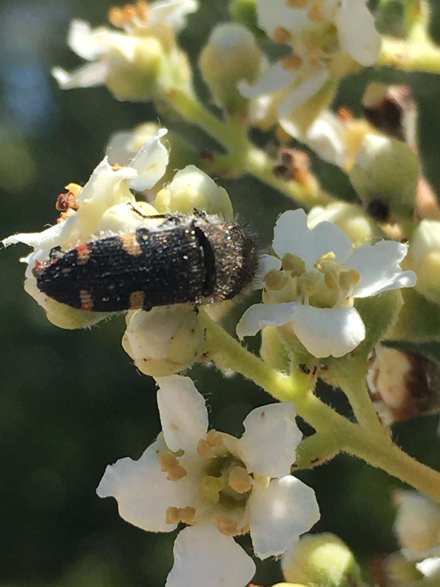 Слика од Acmaeodera holsteni White 1939