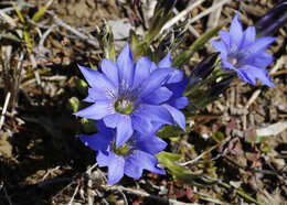 صورة Gentiana thunbergii var. thunbergii